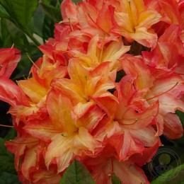 Рододендрон жёлтый Бен Враки