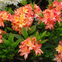 Рододендрон жёлтый Бен Враки