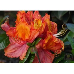 Рододендрон жёлтый Хамелеон