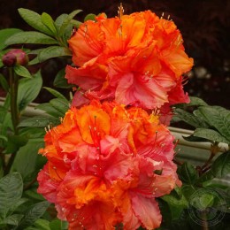 Рододендрон жёлтый Хамелеон