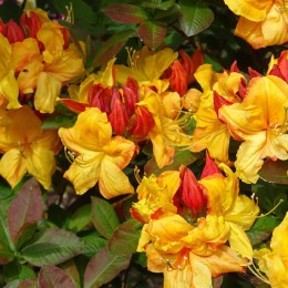 Рододендрон жёлтый Голден Нектарин