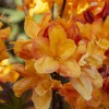 Рододендрон жёлтый Голден Нектарин