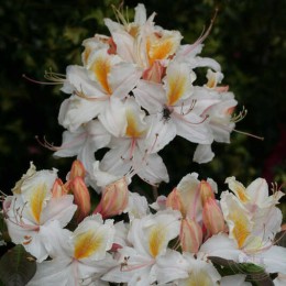 Рододендрон западный Чинция