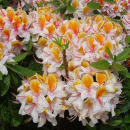 Рододендрон западный Клайд