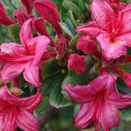 Рододендрон клейкий Миллениум