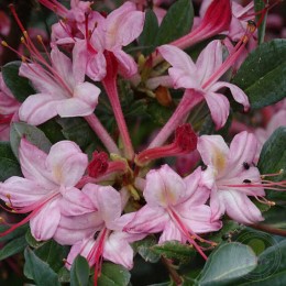 Рододендрон клейкий Вотергёрл
