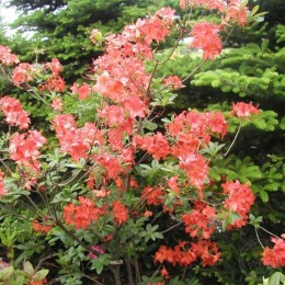 Рододендрон жёлтый Паркфойер