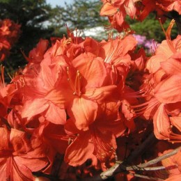 Рододендрон жёлтый Паркфойер