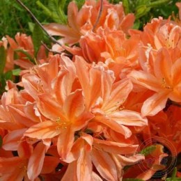 Рододендрон мягкий Спек'с Оранж