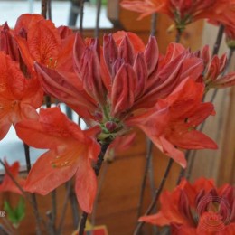 Рододендрон мягкий Спек'с Оранж