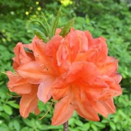 Рододендрон мягкий Спек'с Оранж