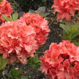 Рододендрон жёлтый Гена Мэй