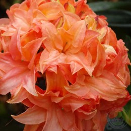 Рододендрон жёлтый Гена Мэй