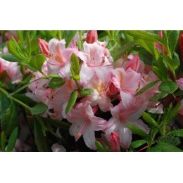 Рододендрон падуболистный Канди Лайтс