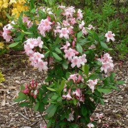 Рододендрон падуболистный Канди Лайтс