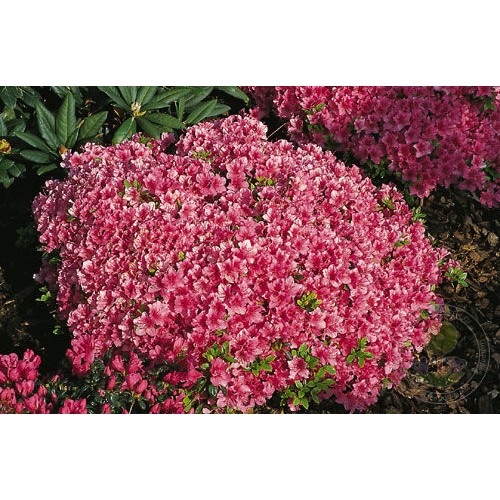 Рододендрон тупой Михико / Гейша Дункельроза