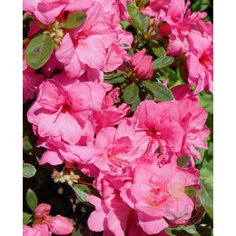 Рододендрон тупой Дабл Бьюти