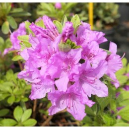 Рододендрон тупой Мала Скала