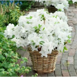 Рододендрон тупой Шнеештурм