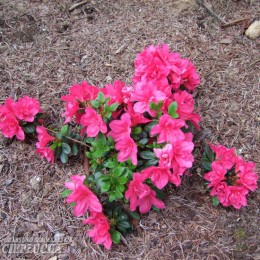 Рододендрон тупой Торнелла