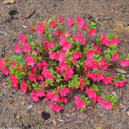 Рододендрон тупой Торнелла