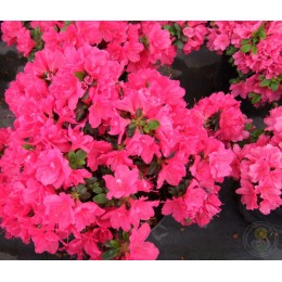 Рододендрон тупой Торнелла