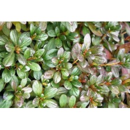 Рододендрон тупой Торнелла