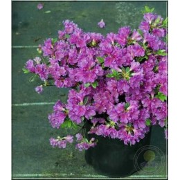 Рододендрон японский Гейша Пёрпл / Хироко