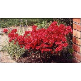 Рододендрон японский Гейша Ред / Казуко