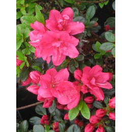 Рододендрон тупой Канцонетта