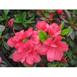 Рододендрон тупой Канцонетта