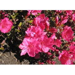 Рододендрон тупой Канцонетта