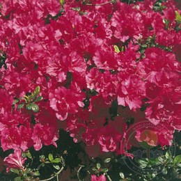 Рододендрон тупой Канцонетта