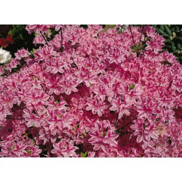 Рододендрон тупой Кермезина Роуз