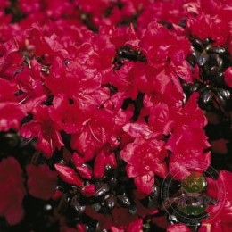 Рододендрон тупой Марушка