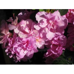 Рододендрон тупой Текла