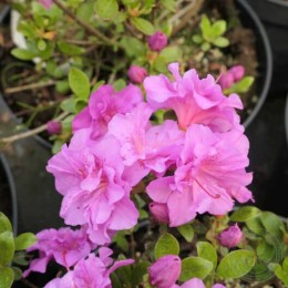 Рододендрон тупой Текла