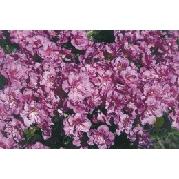 Рододендрон тупой Текла