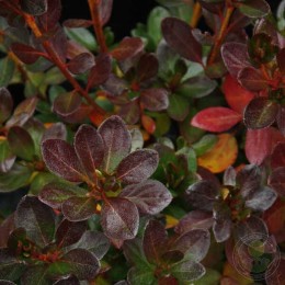 Рододендрон японский Патрисия