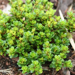 Рододендрон тупой Биби Блокс