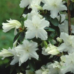 Рододендрон тупой Адонис