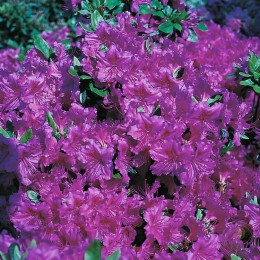 Рододендрон тупой Кёнигштайн