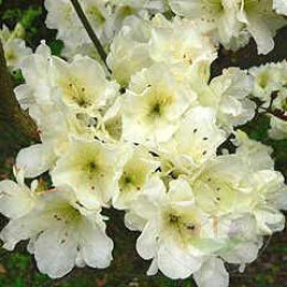 Рододендрон тупой Ольга Ниблетт