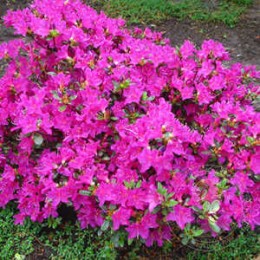 Рододендрон тупой Пурпуртраум