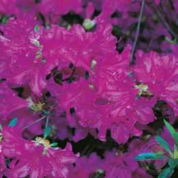 Рододендрон тупой Блю Данубе