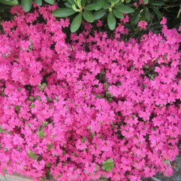 Рододендрон Рубинетта