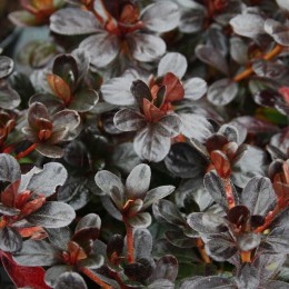 Рододендрон Рубинетта