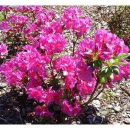 Рододендрон тупой Рубинштерн