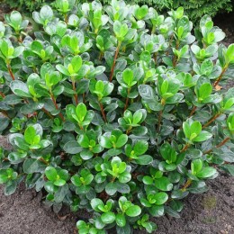 Рододендрон тупой Леди Дарк