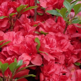 Рододендрон тупой Ред Петтикоут